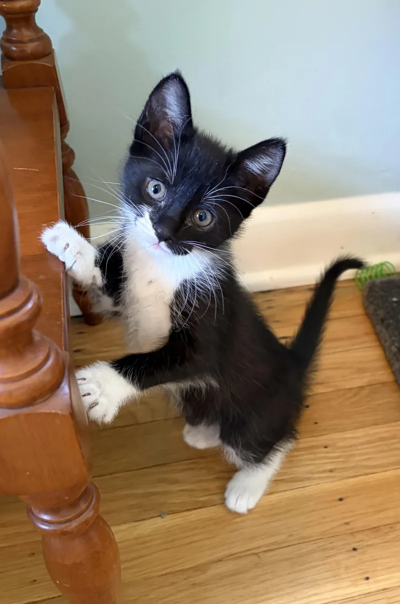 A baby small-sized female Black & White / Tuxedo Domestic Short Hair cat named Lorelei for adoption in Turnersville, NJ