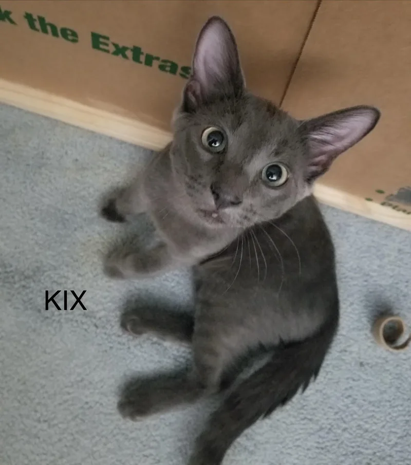 Kix thumbnail 4