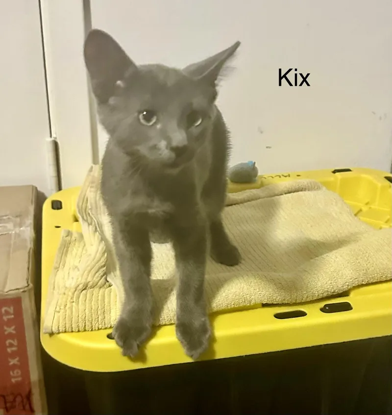 Kix thumbnail 5