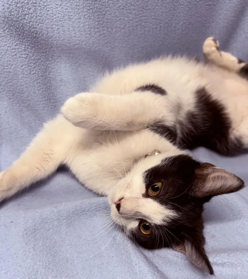A young medium-sized male Black & White / Tuxedo Domestic Short Hair cat named Alfred for adoption in Independence, IA