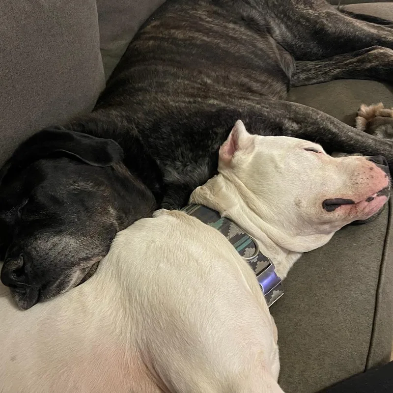 An adult large-sized male White / Cream Dogo Argentino dog named Roo for adoption in Flintstone, MD