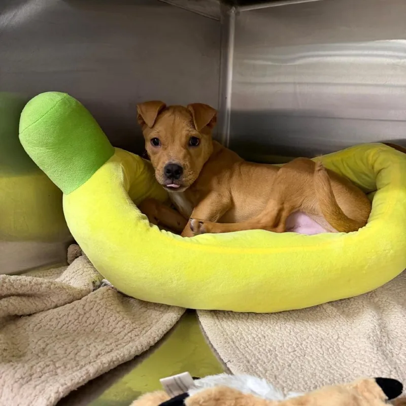A baby medium-sized male Mixed Breed dog named Milton for adoption in Cumming, GA