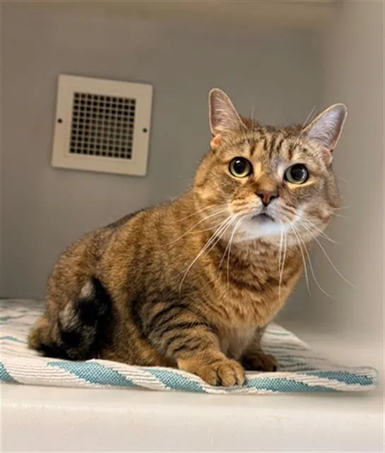 A senior medium-sized female Domestic Short Hair cat named Angel for adoption in Statesville, NC
