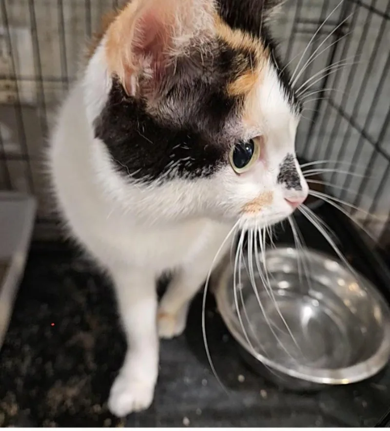 Sindel  Co thumbnail 2