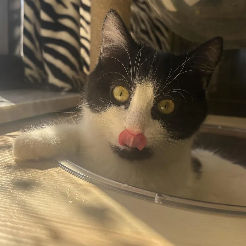A young small-sized female Black Domestic Short Hair cat named Sasha for adoption in Waynesburg, PA
