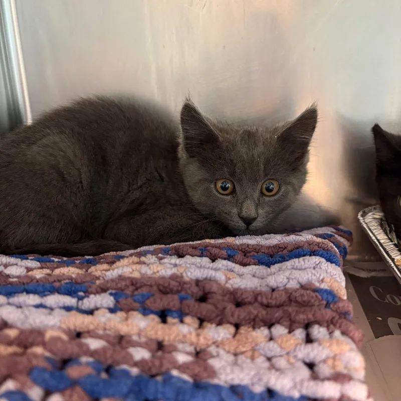 A baby small-sized male Gray / Blue / Silver Domestic Short Hair cat named Smokey for adoption in Huntington, WV
