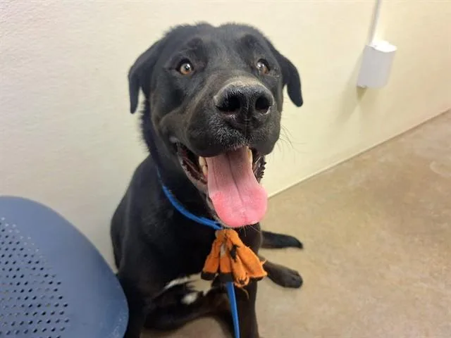 An adult large-sized male Labrador Retriever dog named Everett for adoption in Phoenix, AZ