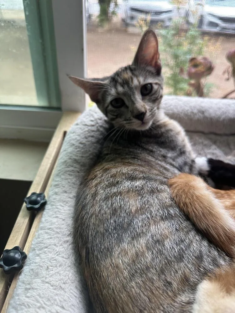 A baby small-sized female Domestic Short Hair cat named Phyllis for adoption in Lancaster, CA
