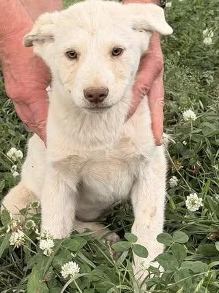 Stella