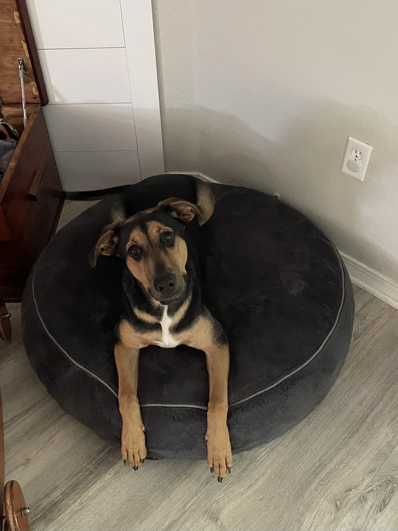A young medium-sized male Bicolor Hound dog named Hux for adoption in Pensacola, FL