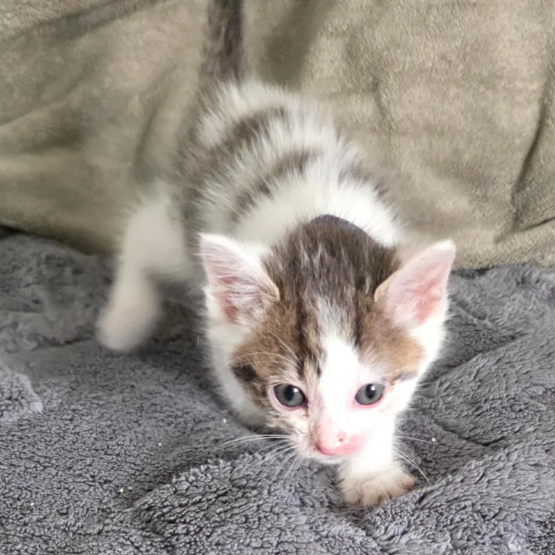 A baby small-sized male White Domestic Short Hair cat named Purrfect for adoption in Chicago, IL