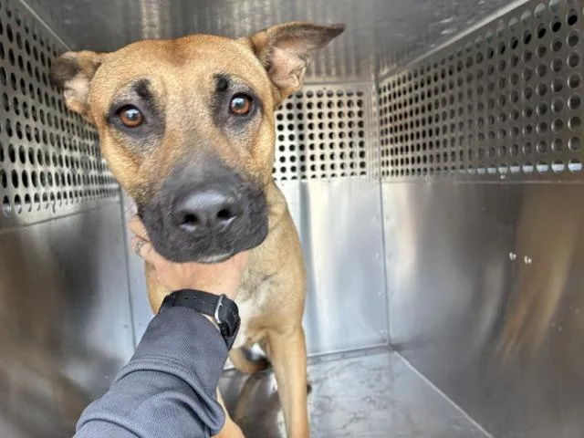 An adult large-sized female Pit Bull Terrier dog named Chime for adoption in Phoenix, AZ