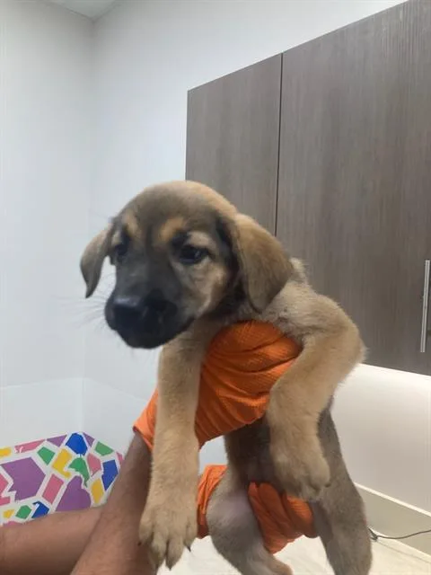 A baby small-sized female Labrador Retriever dog named Miny for adoption in Baytown, TX