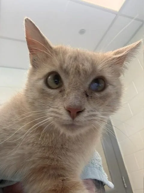 A young medium-sized female Domestic Short Hair cat named Pip for adoption in Brighton, CO
