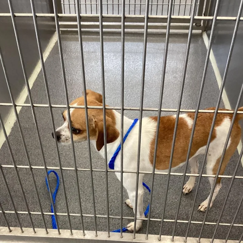 An adult small-sized female Brown / Chocolate Chihuahua dog named Keke for adoption in Montgomery, AL