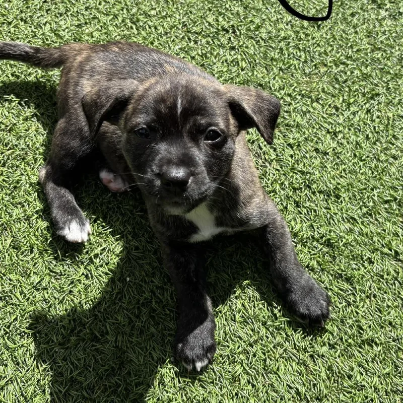 A baby medium-sized male Black Shepherd dog named Mustang for adoption in LOXAHATCHEE, FL