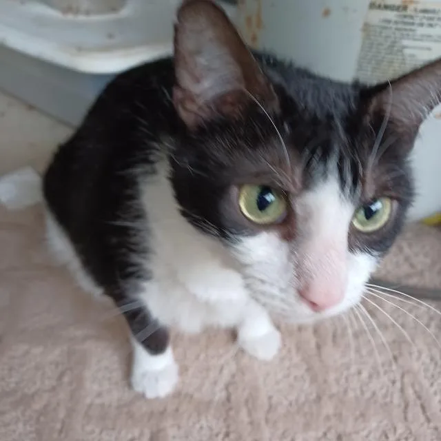 An adult large-sized female Black Domestic Short Hair cat named Kenzie AR for adoption in Denver, CO