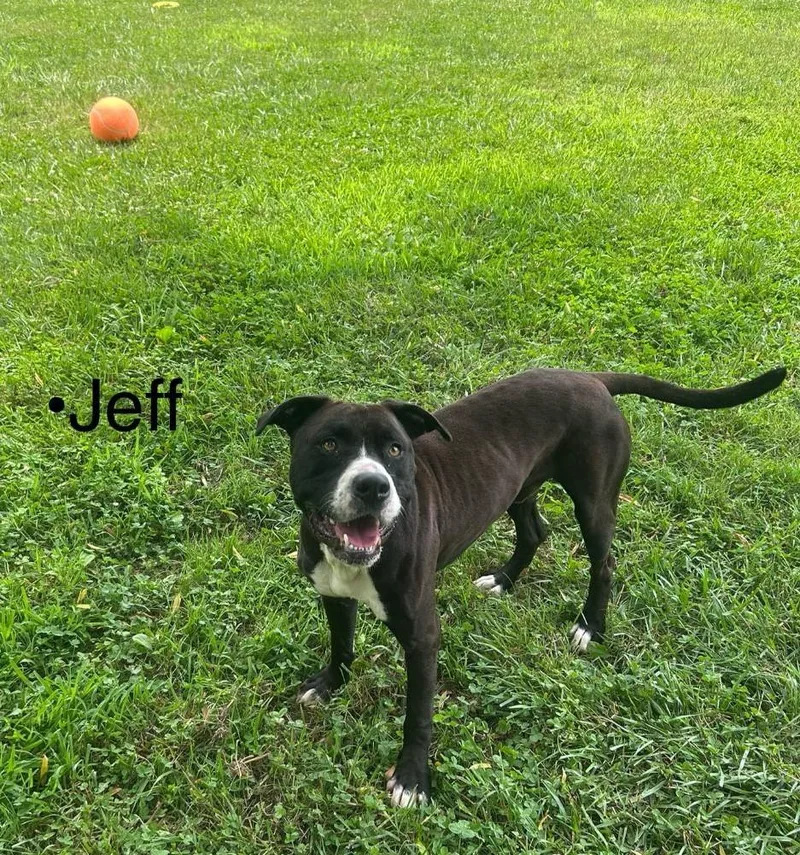 Jeff Dunham thumbnail 3