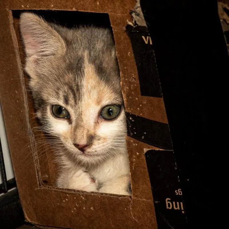 A baby medium-sized female Calico Domestic Short Hair cat named Pearl for adoption in Queen Creek, AZ