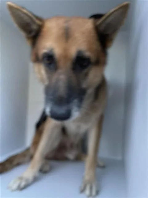 An adult large-sized male German Shepherd Dog dog named A for adoption in Houston, TX