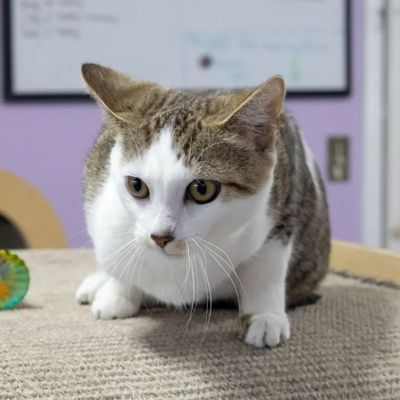 A young medium-sized female Brown / Chocolate Domestic Short Hair cat named Fauna for adoption in McKean, PA