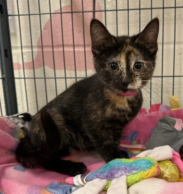 A baby small-sized female Domestic Short Hair cat named Cleo for adoption in Peoria, IL