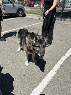 An adult large-sized male German Shepherd Dog dog named Charles for adoption in Stockton, CA