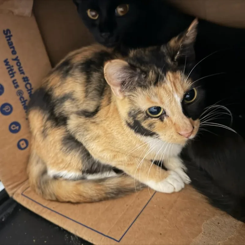 An adult medium-sized female Domestic Short Hair cat named Catalpa for adoption in Tacoma, WA