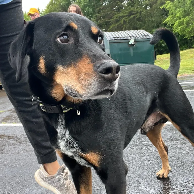 An adult medium-sized male Black Hound dog named Rouge for adoption in Martinsville, VA