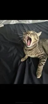 A young medium-sized male Domestic Short Hair cat named Jelly for adoption in Denton, TX