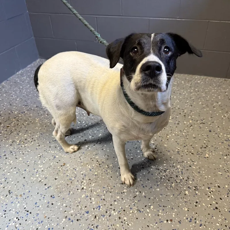 An adult medium-sized female Black Labrador Retriever dog named Tuscstray for adoption in Tuscaloosa, AL