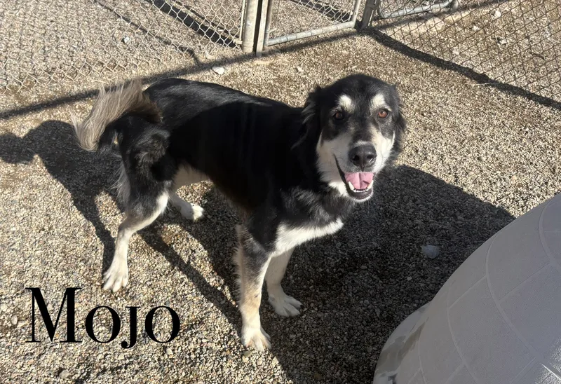 An adult medium-sized male Mixed Breed dog named Mojo for adoption in Craig, CO
