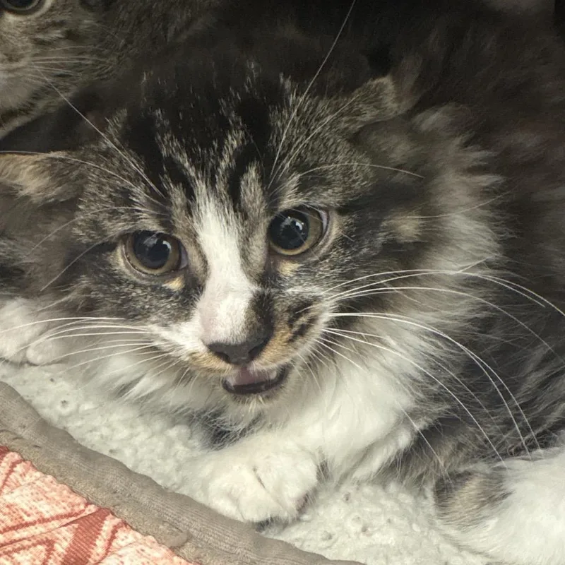 A baby small-sized female Brown / Chocolate Domestic Medium Hair cat named Tina for adoption in West Palm Beach, FL