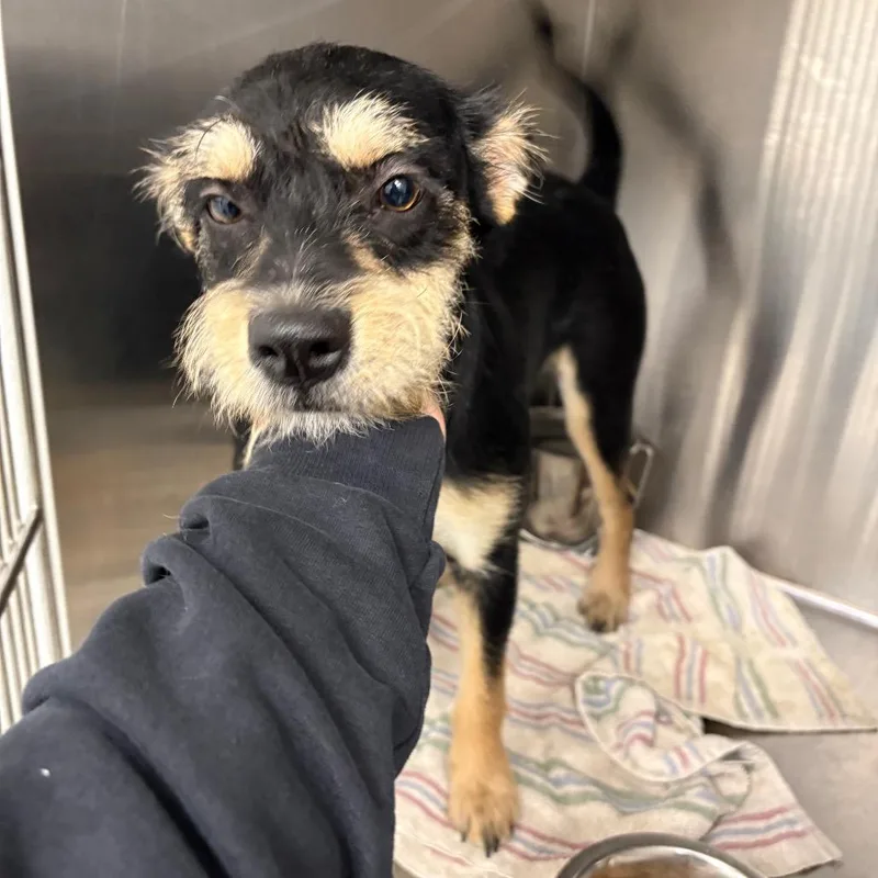 A young small-sized male Black Wirehaired Terrier dog named Olly for adoption in Abilene, TX