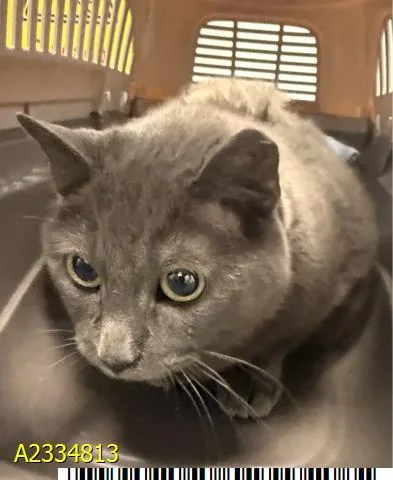 An adult large-sized female Russian Blue cat named Peanut for adoption in West Palm Beach, FL