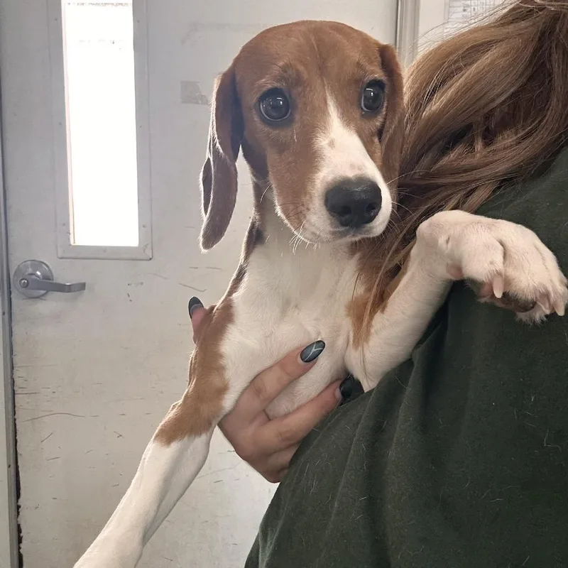 A young small-sized female Brown / Chocolate Beagle dog named Jaymee for adoption in LOXAHATCHEE, FL