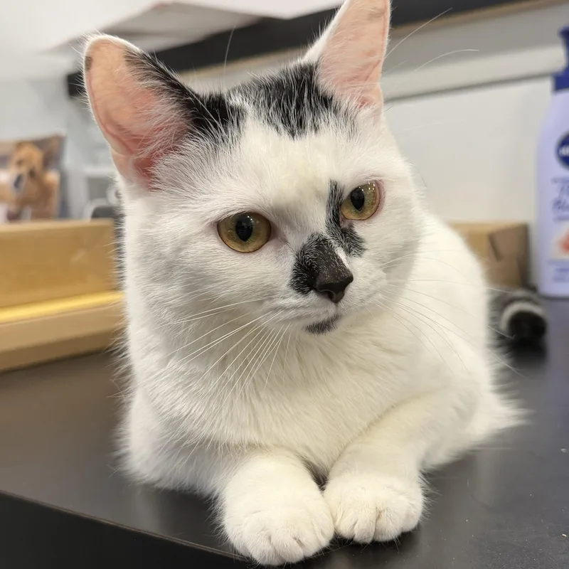 A young medium-sized female Black & White / Tuxedo Domestic Short Hair cat named Calliope for adoption in North Haven, CT