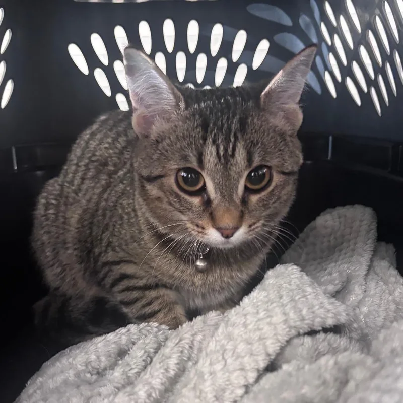 A baby medium-sized female Brown / Chocolate Domestic Short Hair cat named Skrappy for adoption in Indianapolis, IN