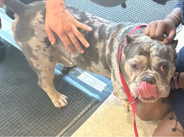 An adult medium-sized male Mixed Breed dog named Odysseus for adoption in West Palm Beach, FL