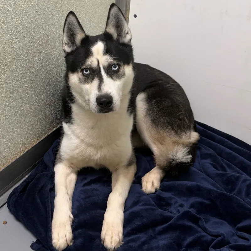 An adult medium-sized male Black Siberian Husky dog named Arawn for adoption in DeKalb, IL