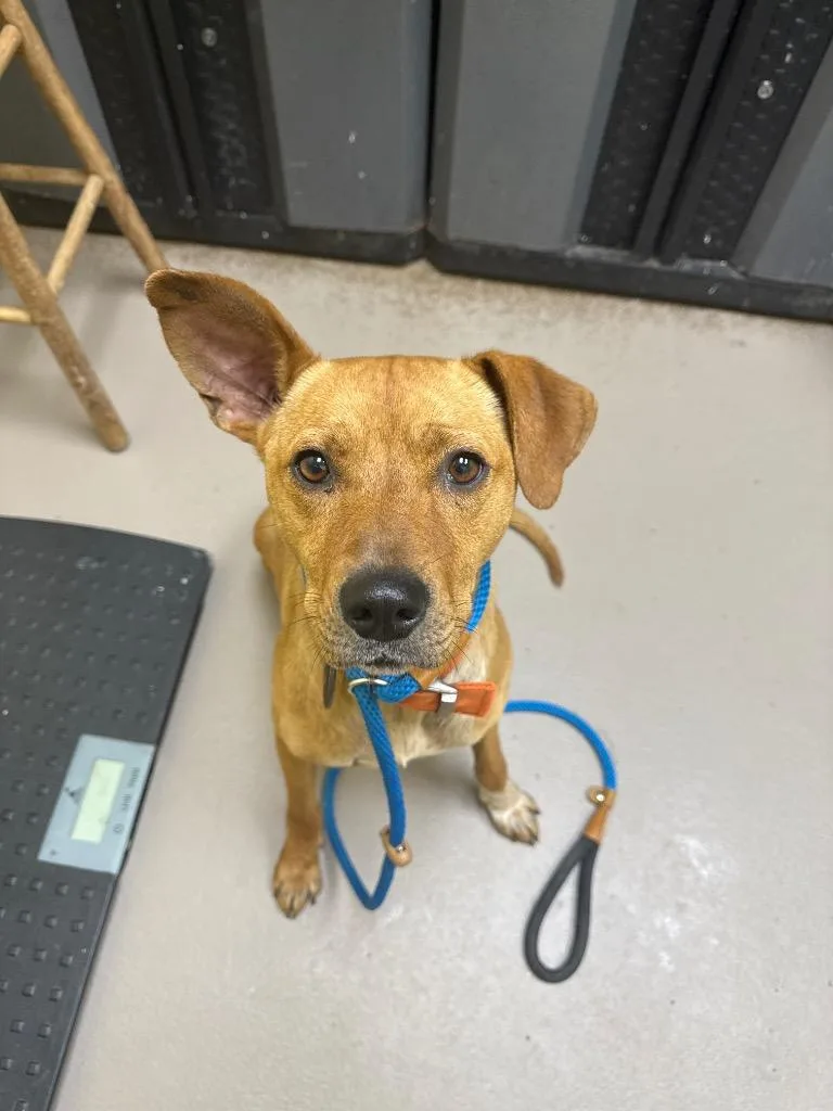 A young medium-sized male Mountain Cur dog named Oz for adoption in Crossville, TN