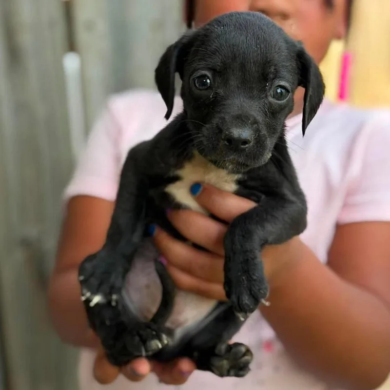 A baby small-sized female Black Mixed Breed dog named Ava for adoption in Buffalo, MN