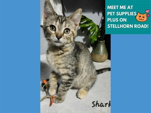 A baby small-sized female Domestic Short Hair cat named Shark for adoption in Fort Wayne, IN