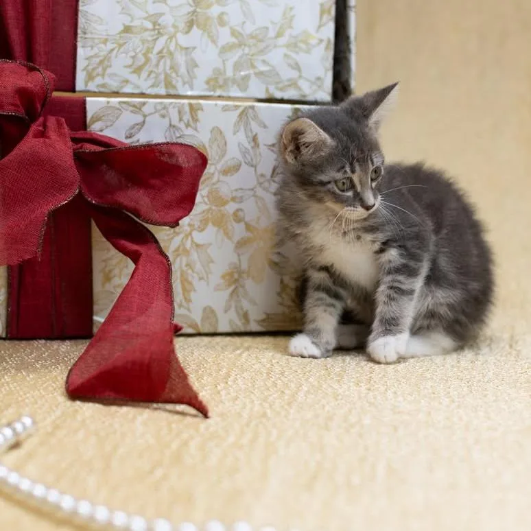 A baby small-sized female Gray / Blue / Silver Domestic Short Hair cat named FrancesC for adoption in East Saint Louis, IL