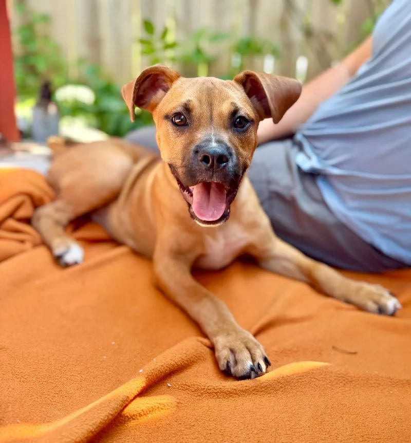A baby small-sized male Boxer dog named Toad for adoption in Ellijay, GA