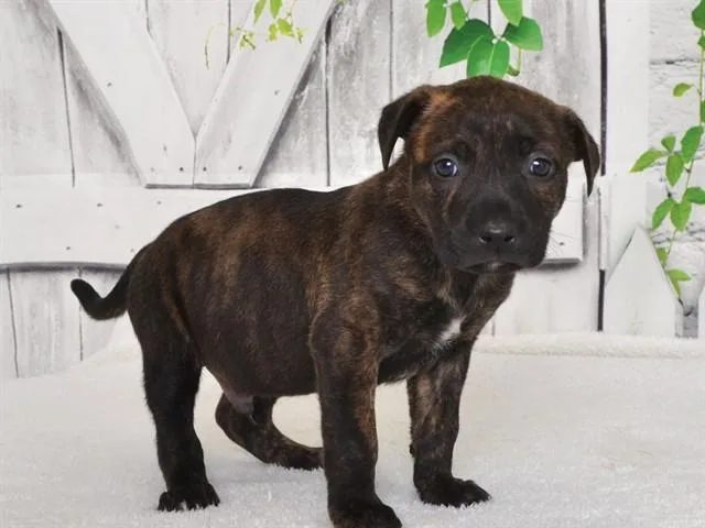 A baby small-sized male Pit Bull Terrier dog named Bodie for adoption in Oroville, CA