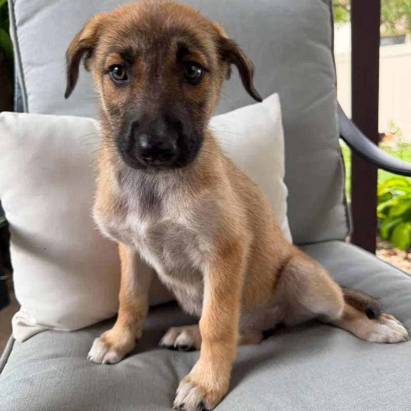 A baby small-sized female Mixed Breed dog named Luau for adoption in Buffalo, MN