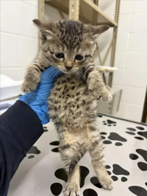 A baby small-sized female Domestic Short Hair cat named Buttercup for adoption in Derwood, MD