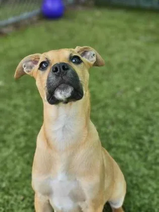 A baby medium-sized female Mixed Breed dog named Nachos Bellgrande for adoption in Savannah, GA