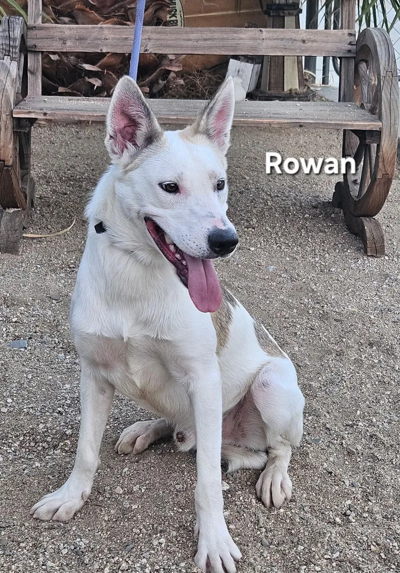 A young medium-sized male Shepherd dog named Rowan for adoption in Inglewood, CA